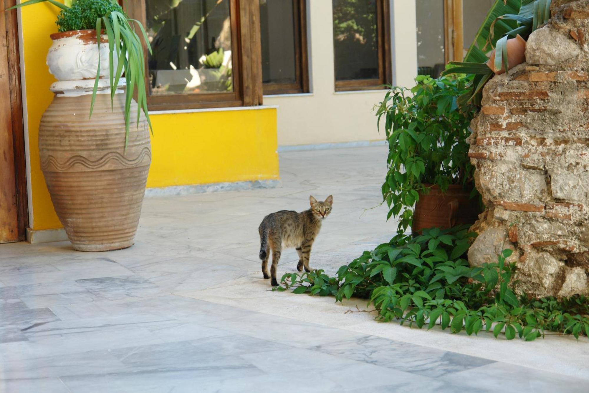 Verdelis Inn Epidaurus Bagian luar foto